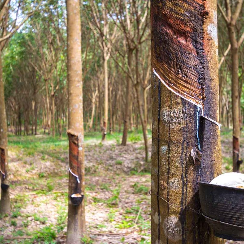 rubber-tree-bowl-filled-with-latex-2-1500X1000